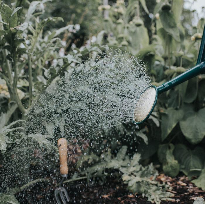 Haws Plastic Bedding Rose - Fine Spray Plastic Bedding Rose