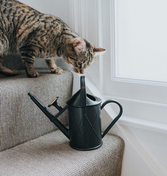 Haws The Bartley Burbler Recycled Black - Two Pint Indoor Plastic Watering Can