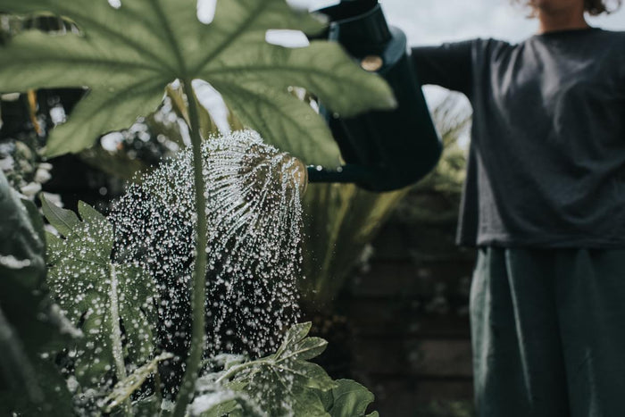 Haws The Bearwood Brook - Balanced Pair - Two Gallon Outdoor Metal Watering Can