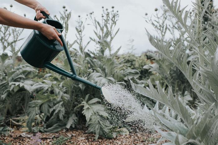 Haws The Cradley Cascader - Potting Kit - One & A Half Gallon Outdoor Plastic Watering Can