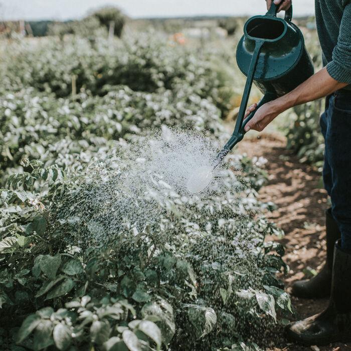 Haws The Cradley Deluxe - Bedding Kit - One & A Half Gallon Outdoor Plastic Watering Can