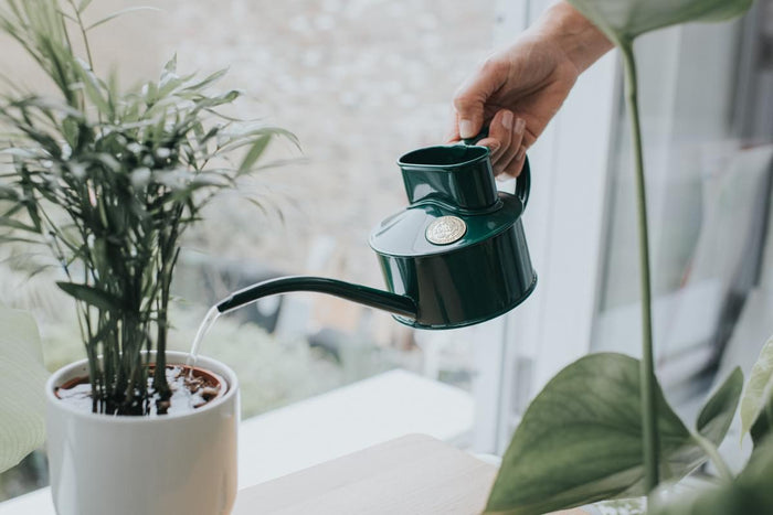 Haws The Fazeley Flow - Plants And Flowers Set - Green & Cream - One Pint Indoor Metal Watering Can And Jug Bundle
