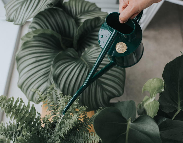 Haws The Fazeley Flow - Plants And Flowers Set - Green & Graphite - Two Pint Indoor Metal Watering Can And Jug Bundle