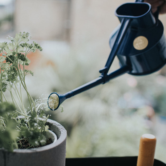 Haws The Langley Sprinkler Blue - One Pint Indoor Plastic Watering Can