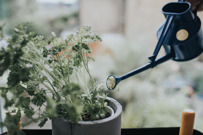 Haws The Langley Sprinkler - Houseplant Set - Blue & Brass Indoor Plastic Watering Can And Spritzer Bundle