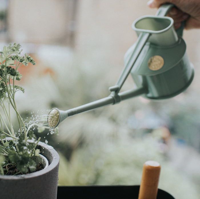 Haws The Langley Sprinkler Sage - One Pint Indoor Plastic Watering Can