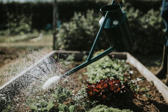 Haws The Warley Fall - Green - Bedding Kit - One Gallon Outdoor Metal Watering Can