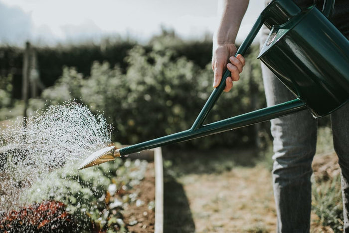 Haws The Warley Fall - Green - Potting Kit - One Gallon Outdoor Metal Watering Can