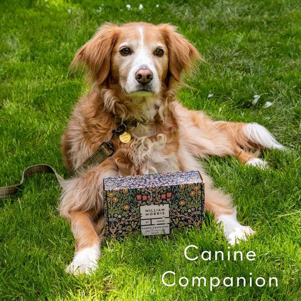 Heathcote & Ivory Canine Companion Dog Walkers Kit