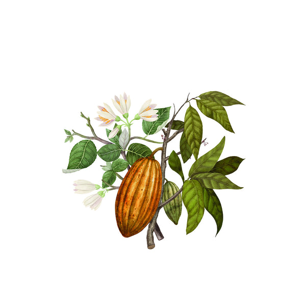 Heaven Scent Carrière Frères Benzoin And Cacao Scented Candle