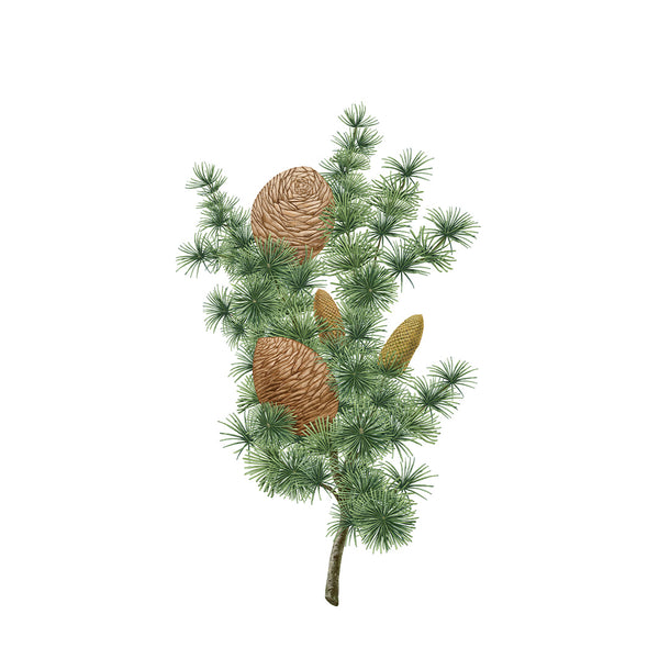 Heaven Scent Carrière Frères Cedar Botanical Paleet