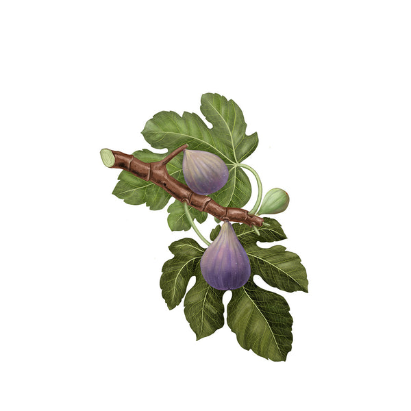 Heaven Scent Carrière Frères Fig Tree Scented Candle