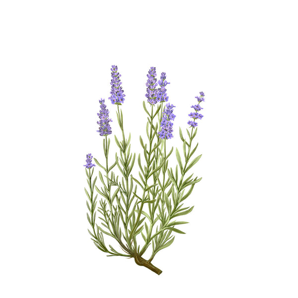 Heaven Scent Carrière Frères Lavender Botanical Palet