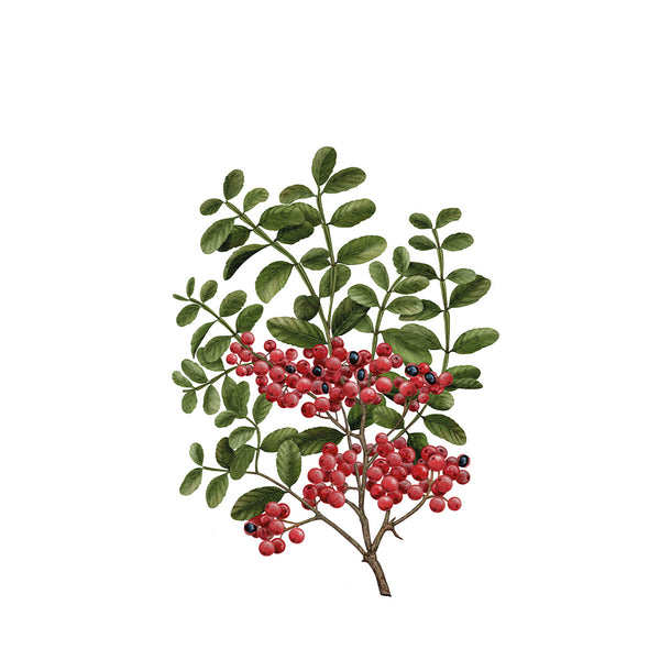 Heaven Scent Carrière Frères Sichuan Pepper Scented Candle