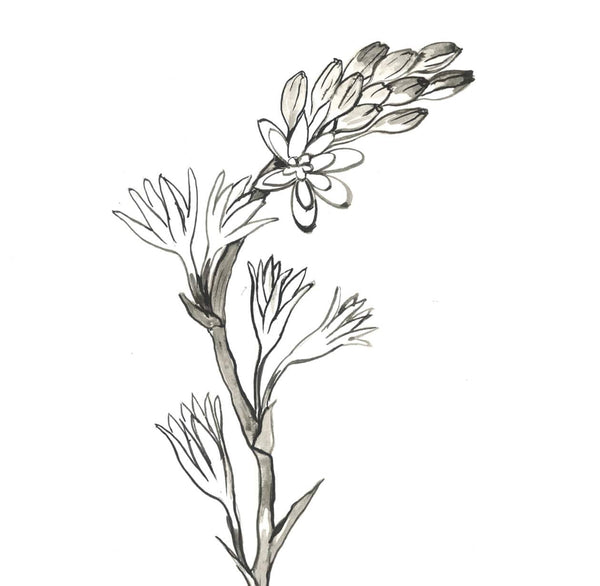 Heaven Scent Editions De Parfums Frederic Malle Tubereuse