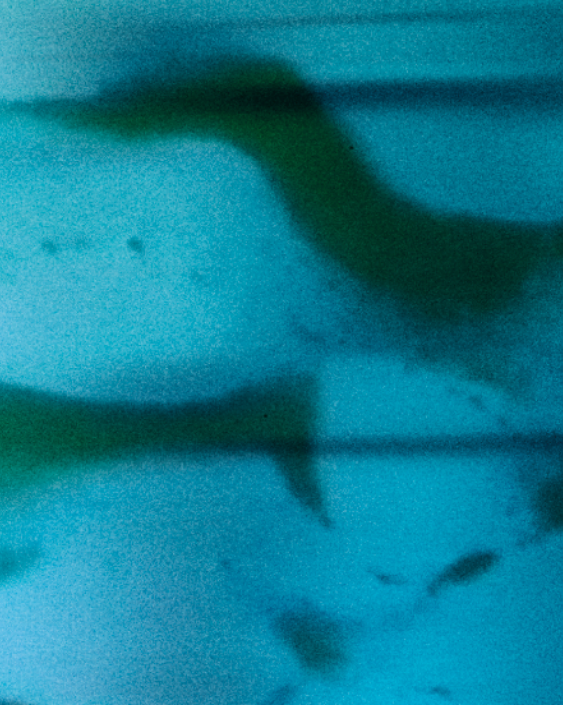 Heaven Scent Arpa Studios Manta