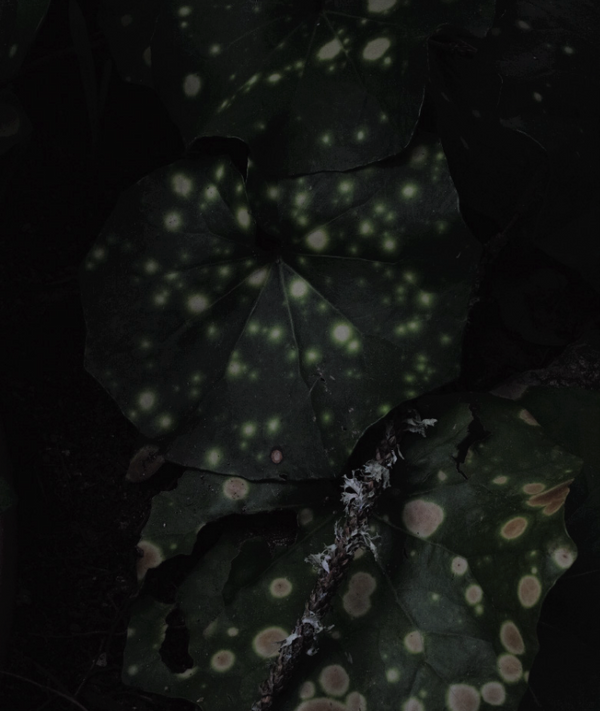 Heaven Scent Arpa Studios Recedere