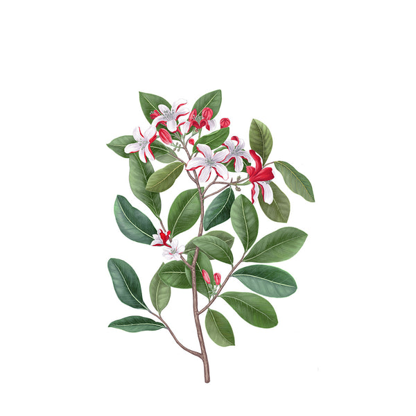 Heaven Scent Carrière Frères Tiare Scented Candle