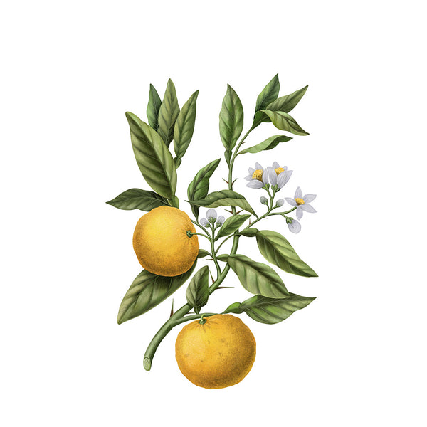 Heaven Scent Carrière Frères Yuzu Diffuser