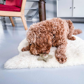 Hevea Star Treat Dog Activation Toy In Natural Rubber