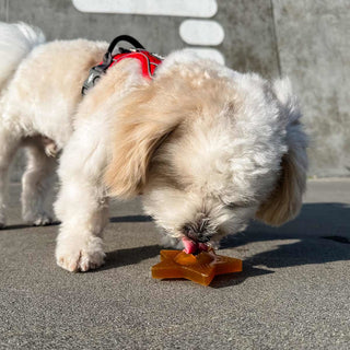 Hevea Star Treat Dog Activation Toy In Natural Rubber