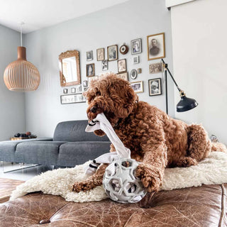 hevea Stellar Ball 2-in-1 Dog Activition & Fetch Toy in Natural Rubber - Shape