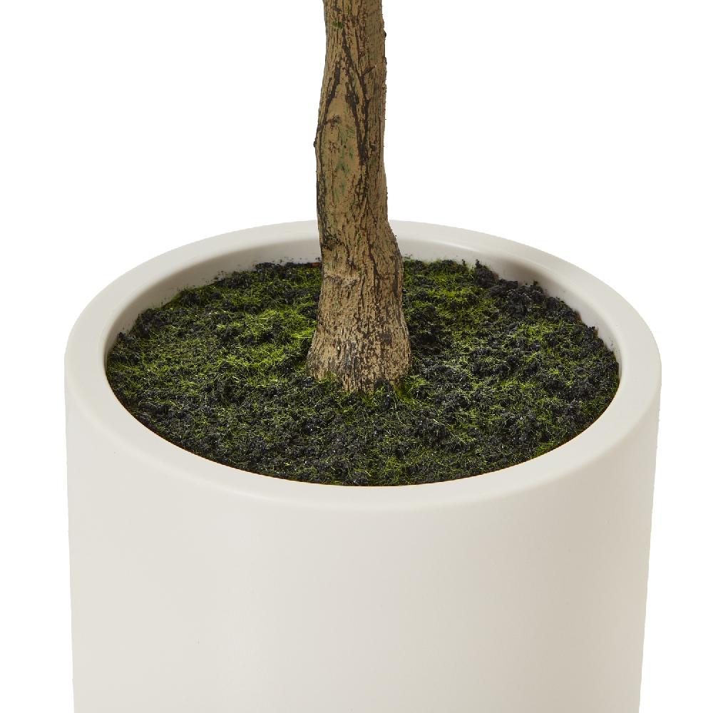 Hill Interiors Apulia Olive Tree In White Pot 150Cm