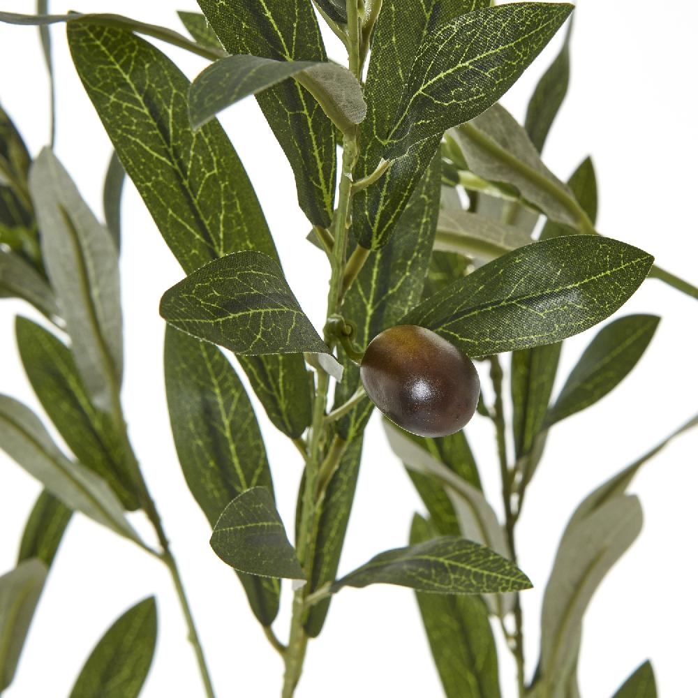 Hill Interiors Apulia Olive Tree In White Pot 180Cm