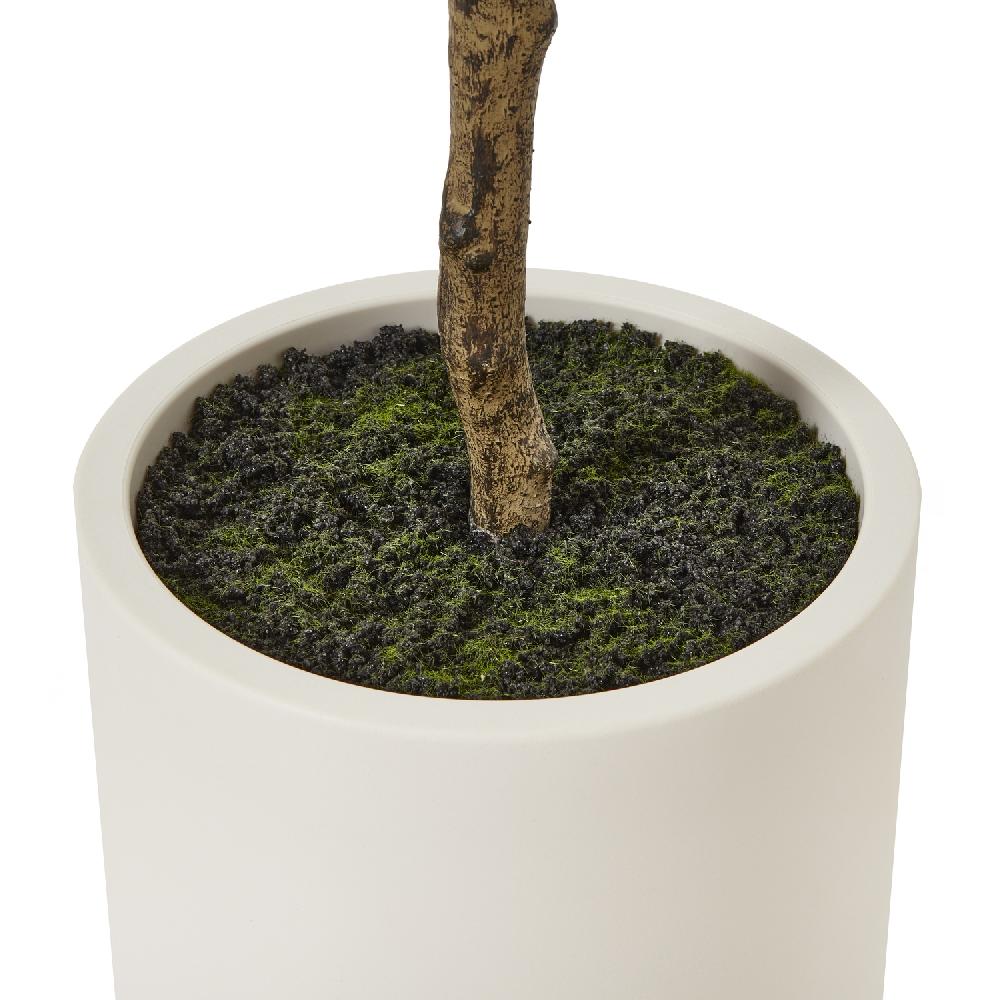 Hill Interiors Apulia Olive Tree In White Pot 180Cm