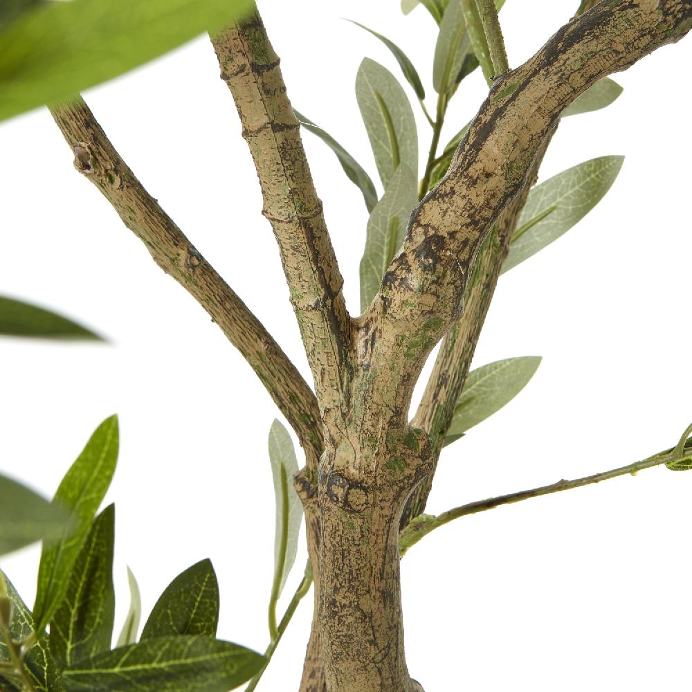 Hill Interiors Apulia Olive Tree In White Pot 200Cm