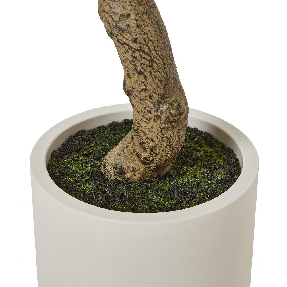 Hill Interiors Apulia Olive Tree In White Pot 200Cm