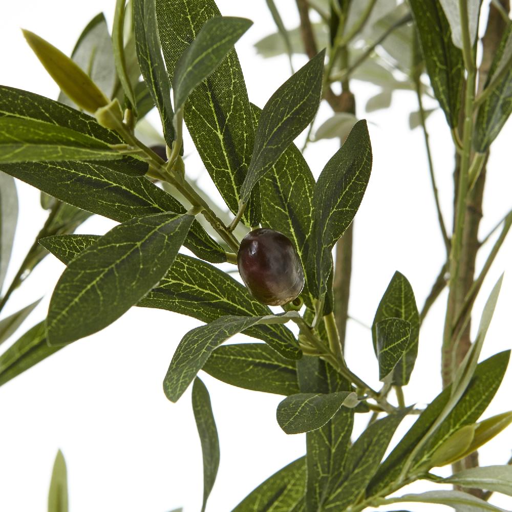 hill interiors Apulia Olive Tree In White Pot 200Cm