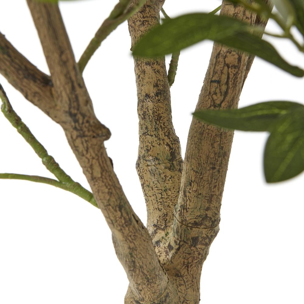 Hill Interiors Apulia Olive Tree In White Pot 240Cm