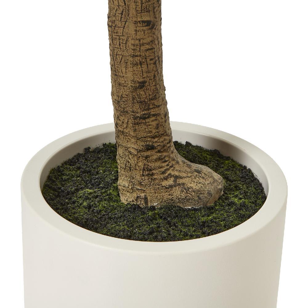 Hill Interiors Apulia Olive Tree In White Pot 240Cm