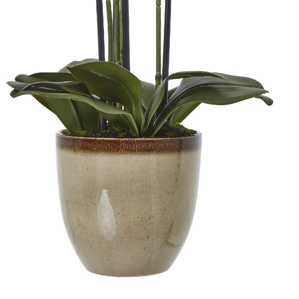 Hill Interiors Extra Large Green Orchid In Ceramic Pot
