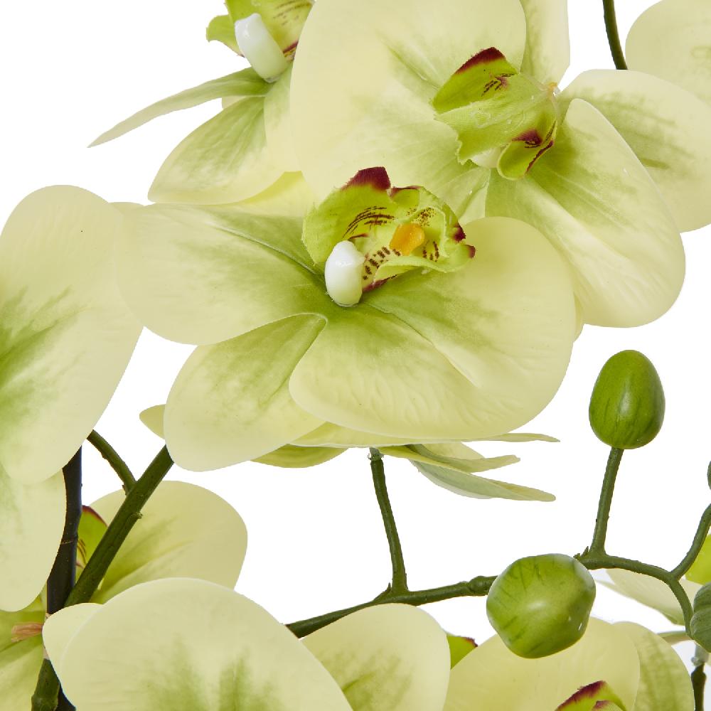 hill interiors Extra Large Green Orchid In Ceramic Pot