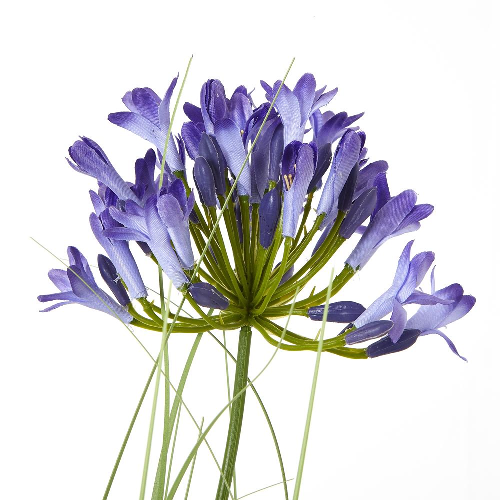 hill interiors Blue Agapanthus Plant In Pot