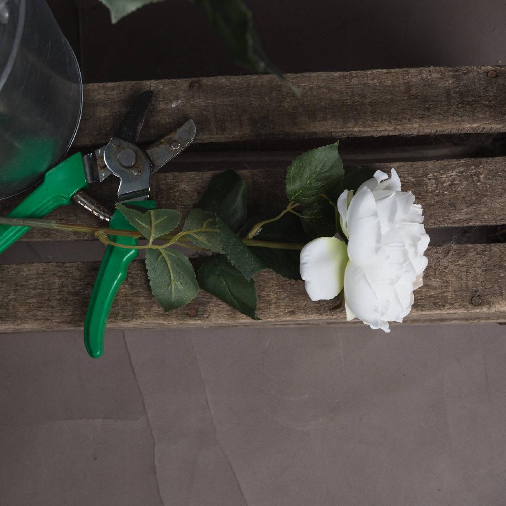 hill interiors Blush Garden Rose