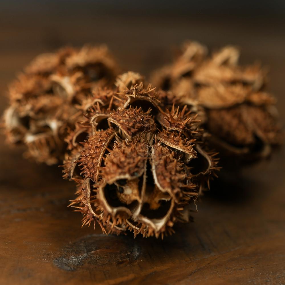 Hill Interiors Bouquet Of Dried Protea