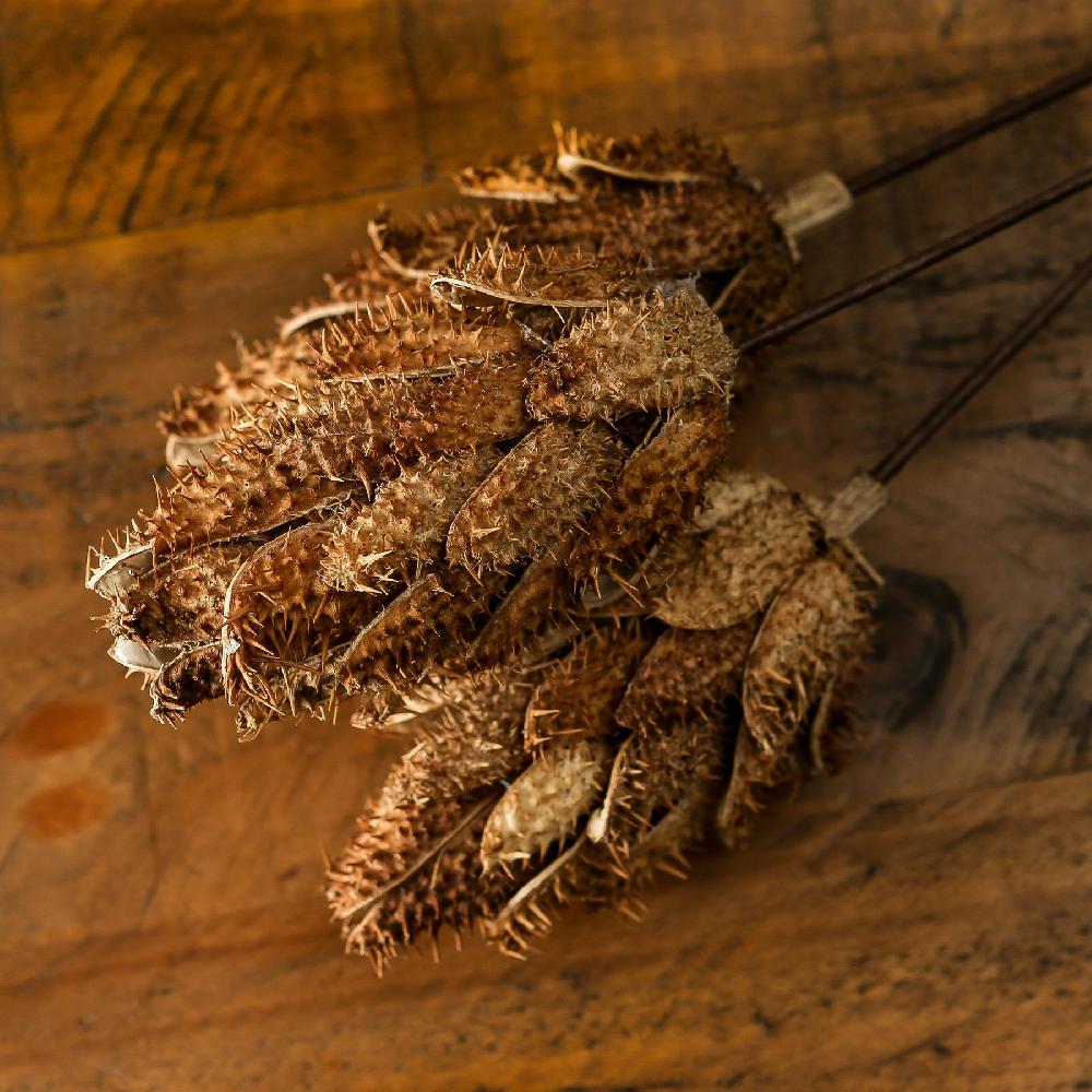 Hill Interiors Bouquet Of Dried Protea