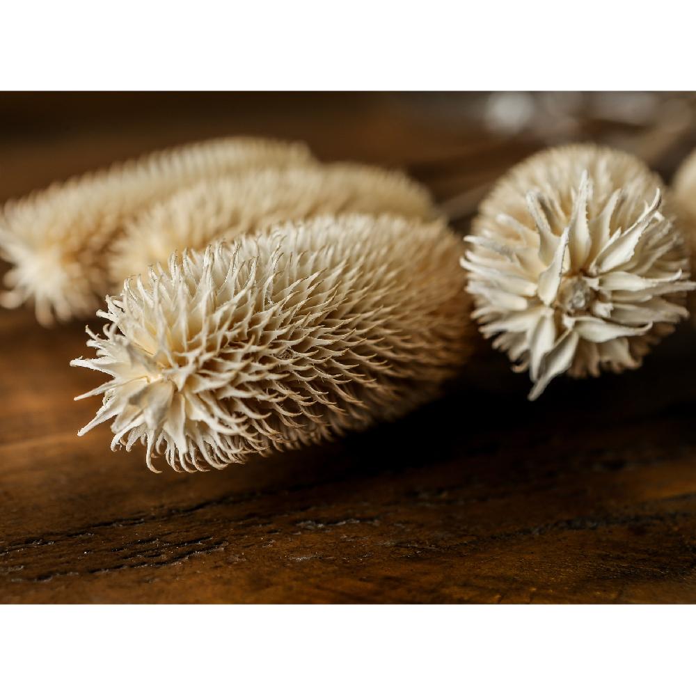 Hill Interiors Bouquet Of Dried Tall Thistle