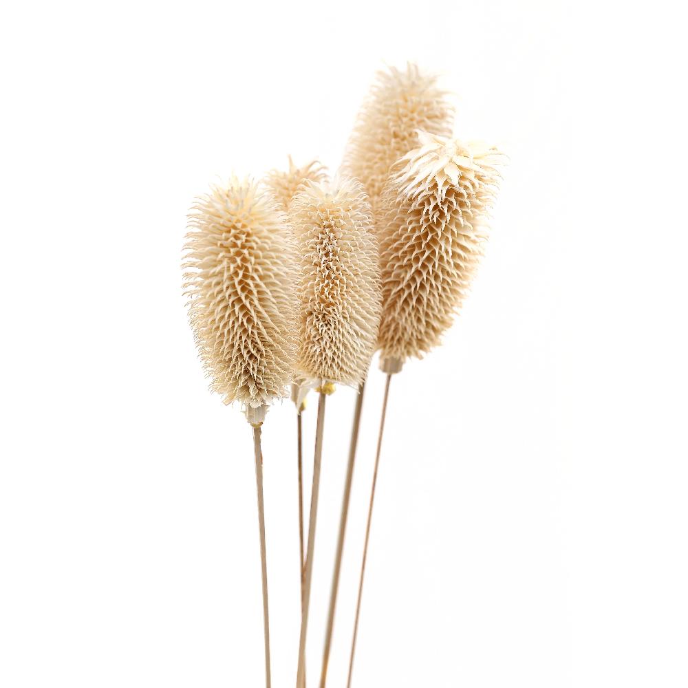 hill interiors Bouquet Of Dried Tall Thistle