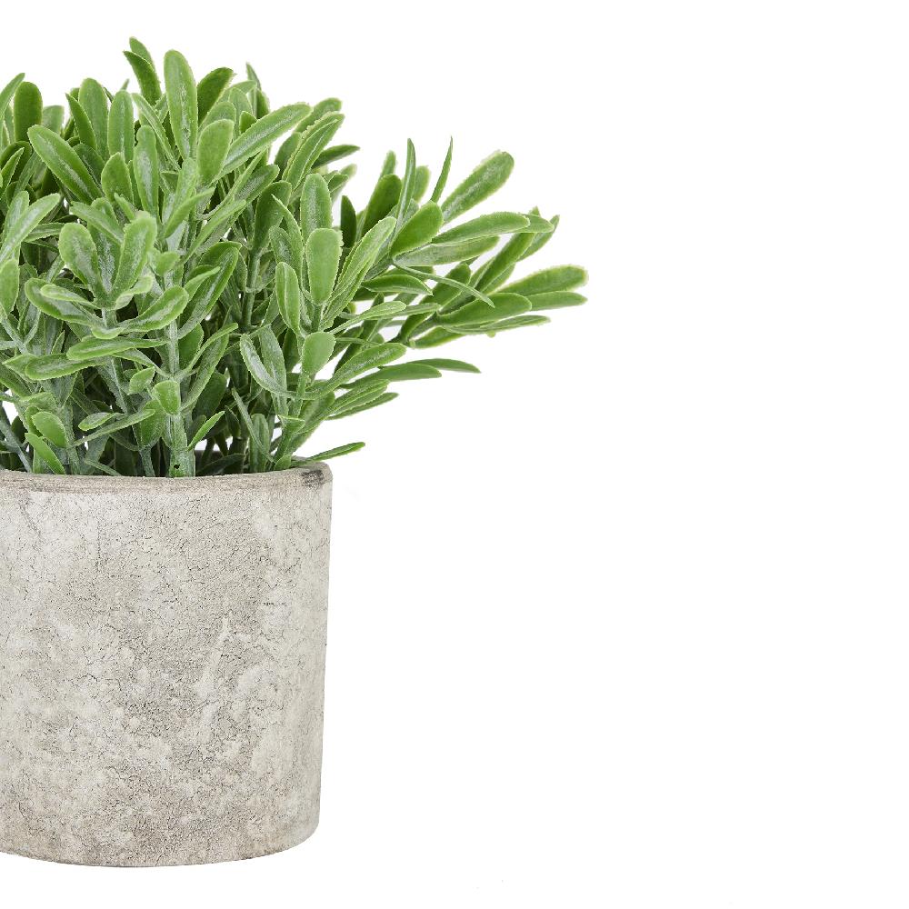 hill interiors Buxus Plant In Stone Effect Pot