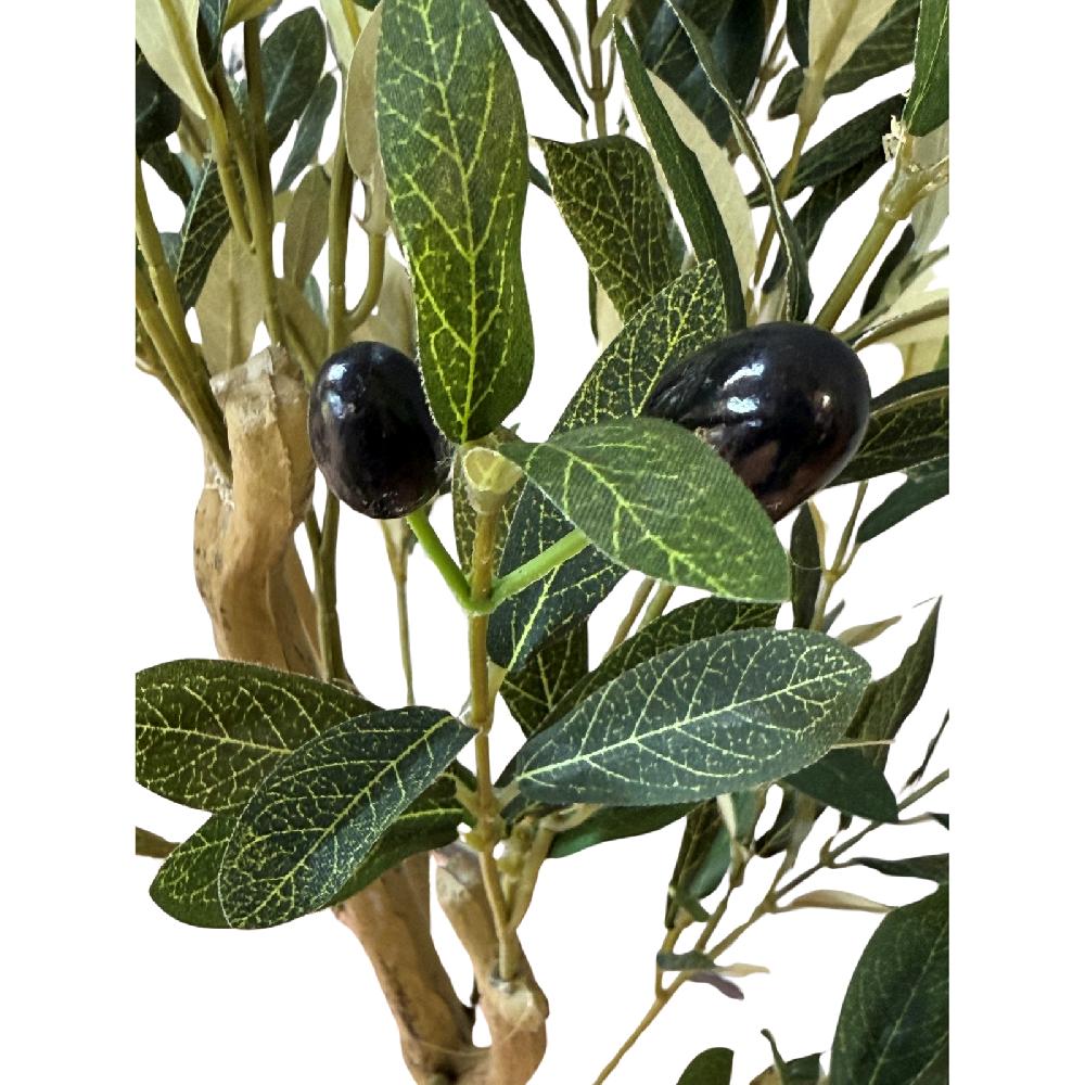 Hill Interiors Calabria Small Olive Tree