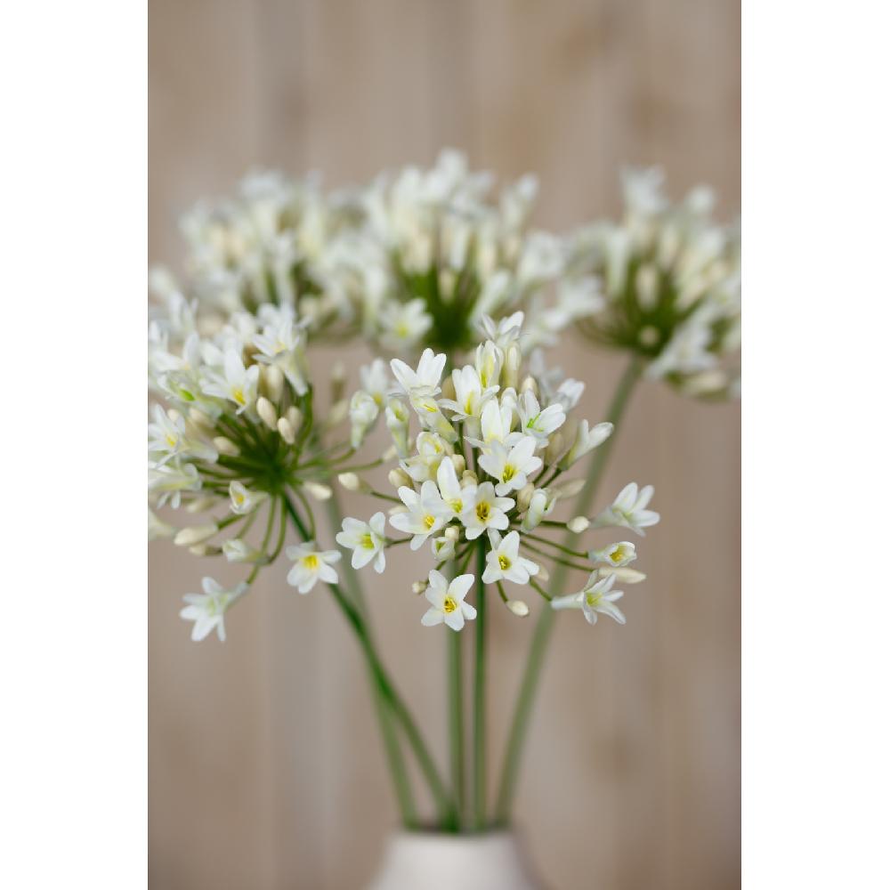 Hill Interiors Cream Agapanthus Spray