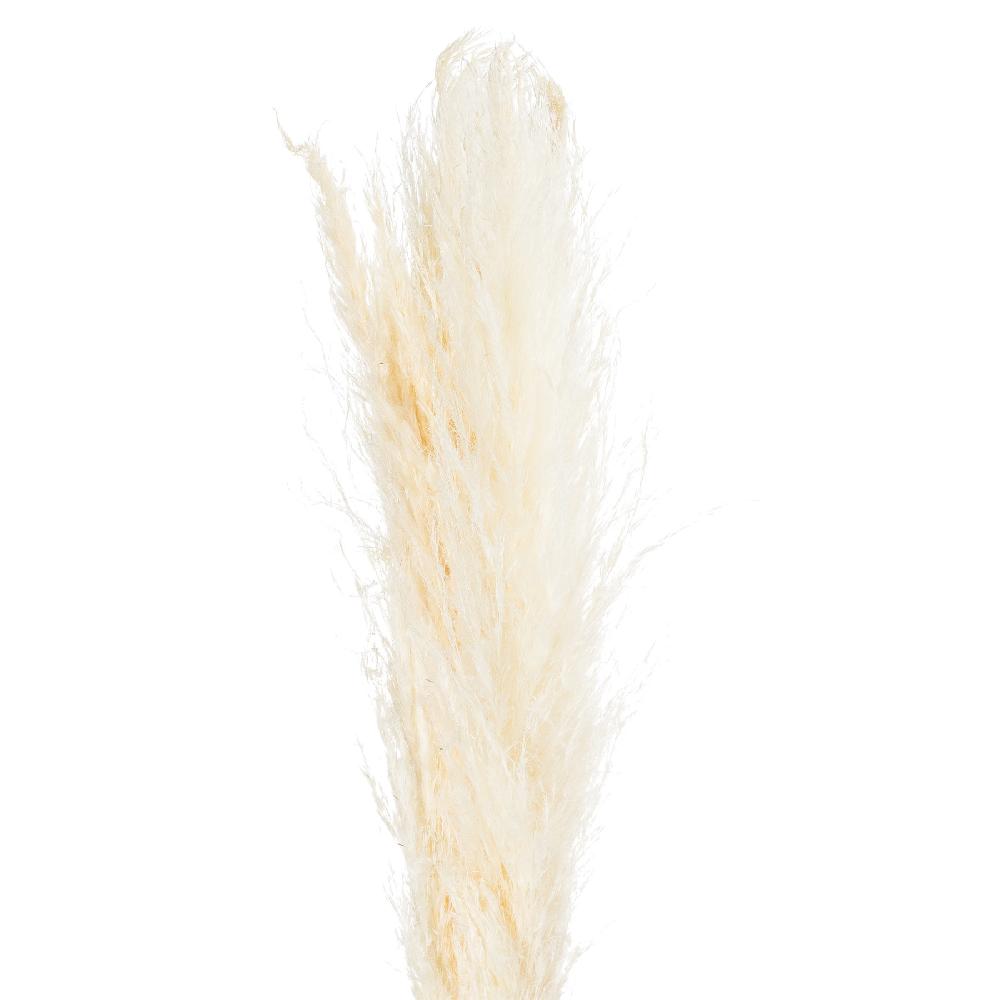 Hill Interiors Cream Pampas Grass Stem