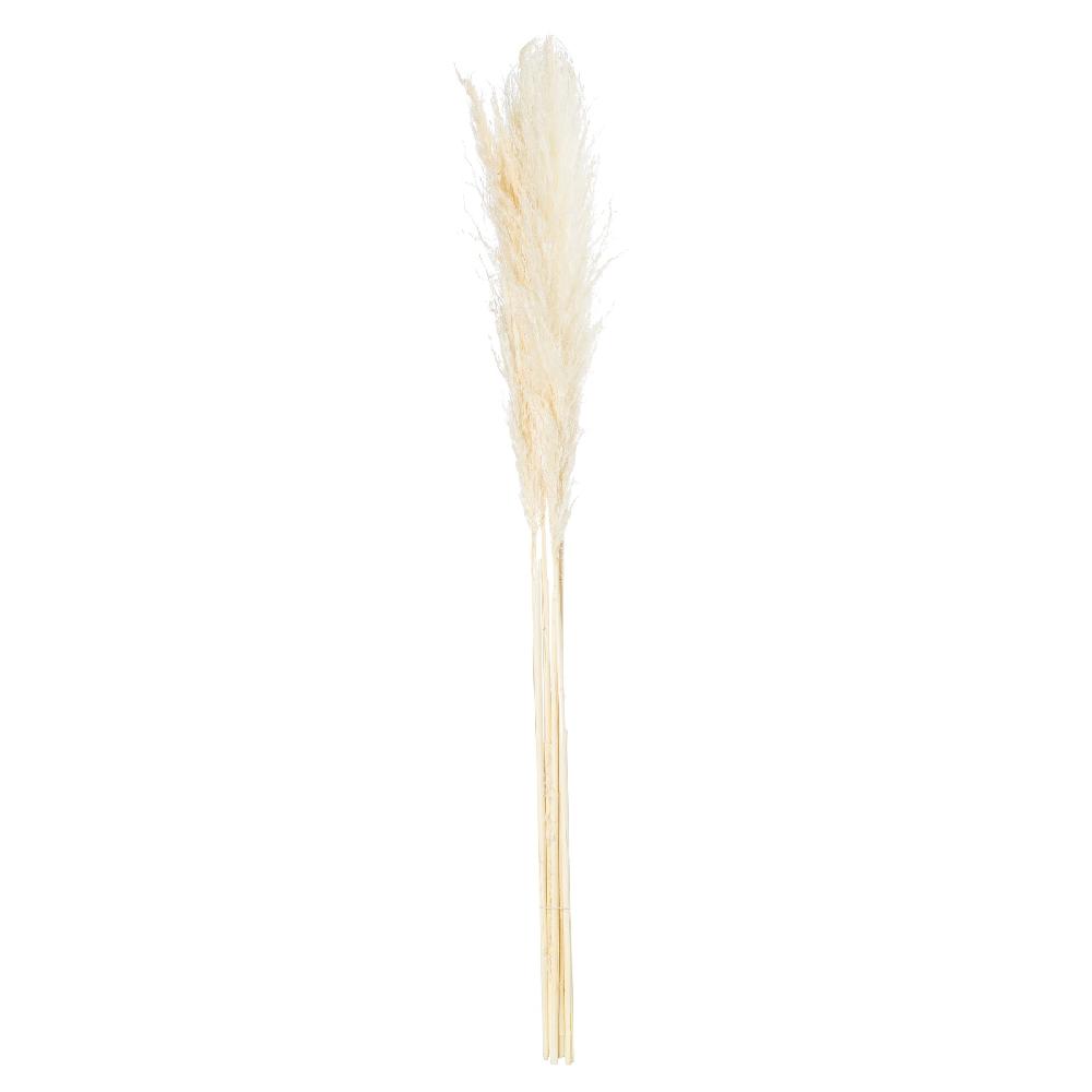 hill interiors Cream Pampas Grass Stem