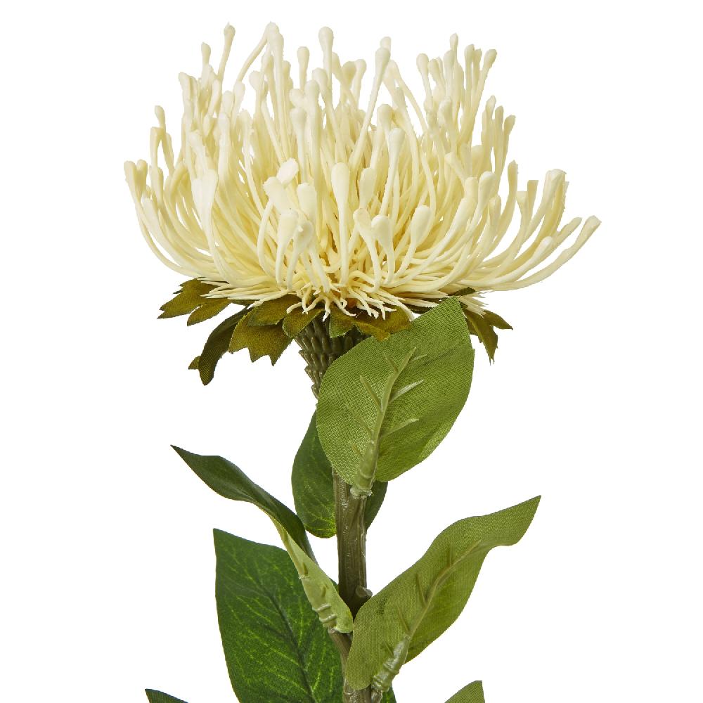 hill interiors Cream Protea Lorea Stem
