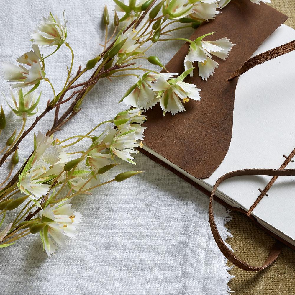 hill interiors Elaeocarpus Stem