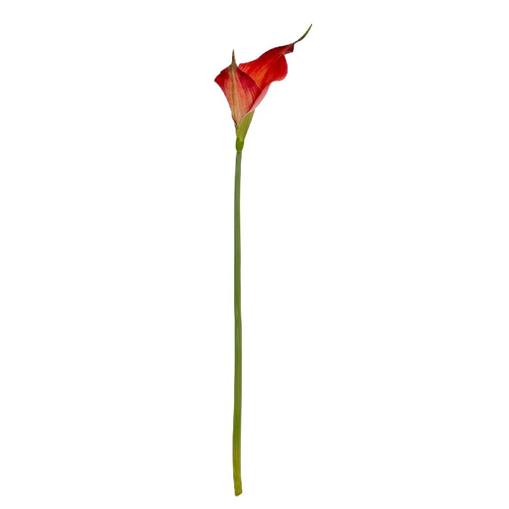 hill interiors Fireball Calla Lily